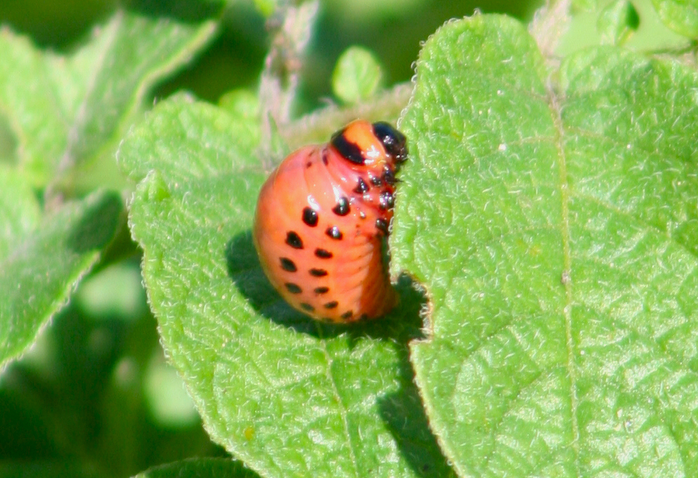 Colorado potato beetle (Leptinotarsa decemlineata) larva on a leaf
